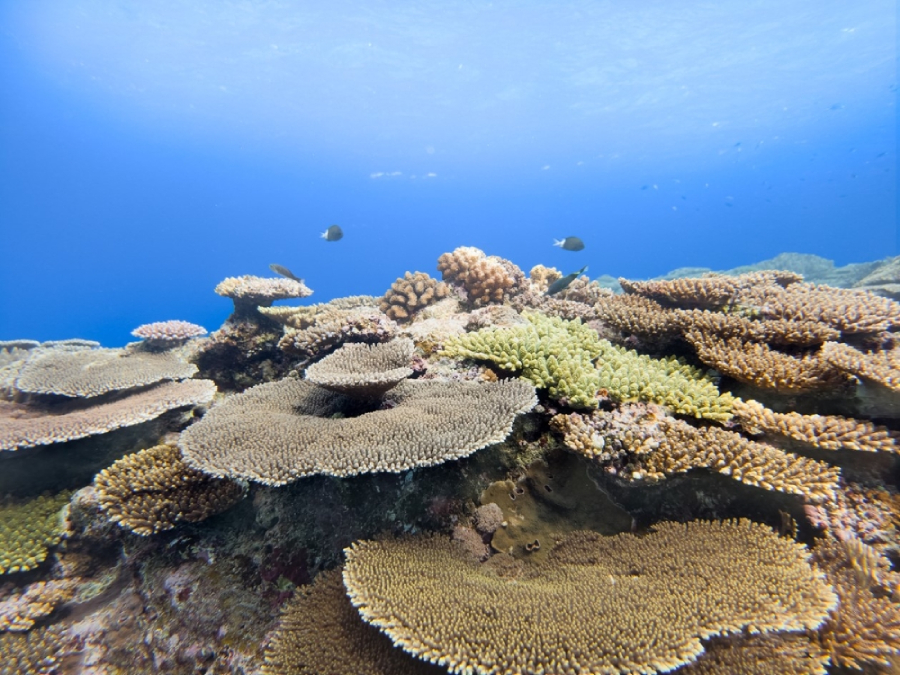 Samsung Galaxy Ocean Mode raih penghargaan internasional lewat inisiatif Coral in Focus, bantu restorasi terumbu karang global.