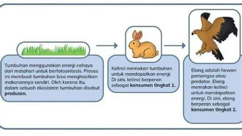 Bagaimana Makhluk Hidup Mendapatkan Energi Ekosistem