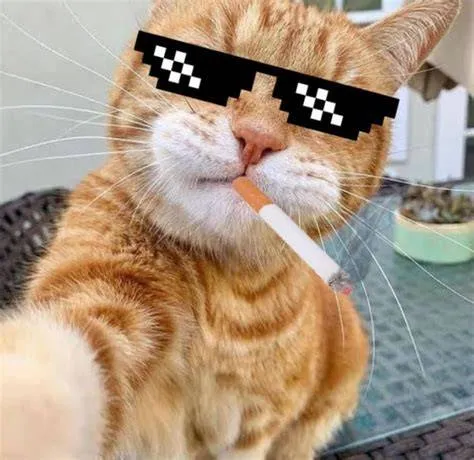 PP Kucing Meme Lucu: Panduan Terlengkap Bikin Profil