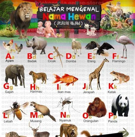 Hewan Dari Huruf F Terlengkap untuk Belajar Nama Fauna